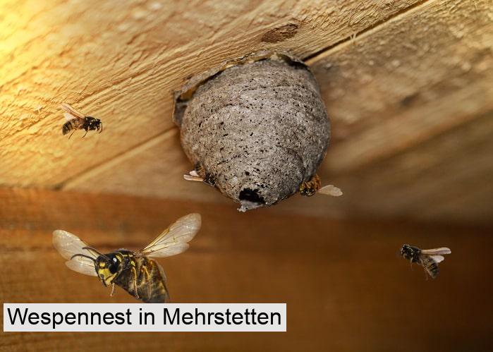 Wespennest in Mehrstetten